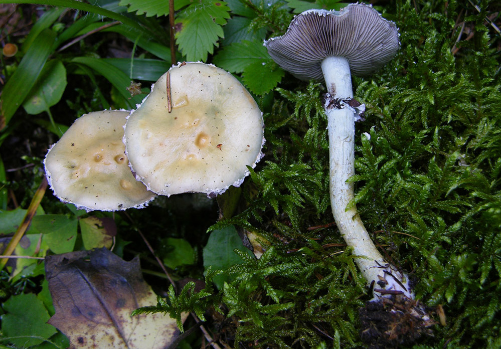Stropharia aeruginosa (Curtis) Qu�l.